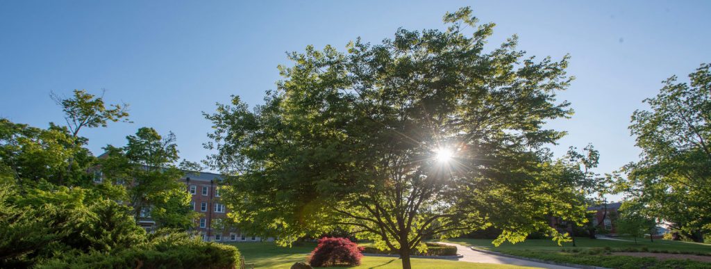 wilbur cross: Sun shining through the trees along the bikeway near Wilbur Cross